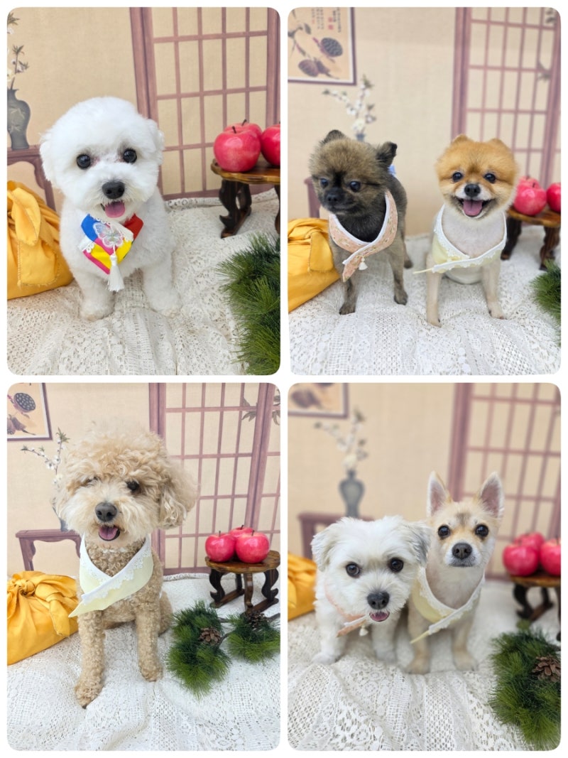요요랜드