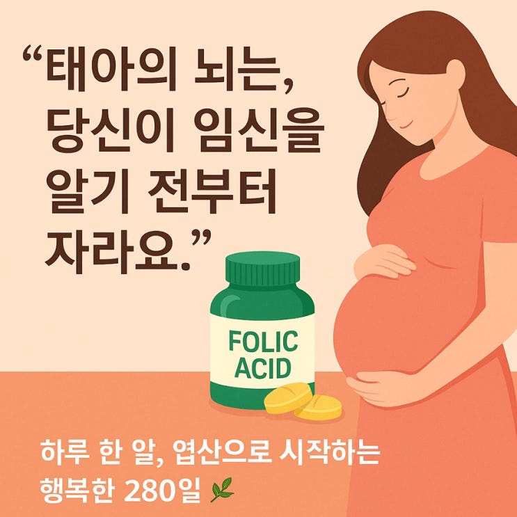  임신 준비할 때와 초기시 엽산 복용량과 시기 및 방법 총정리, 태아 뇌 발달 돕는 0.4mg 기적
