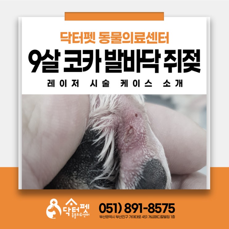  강아지 발바닥 뭐가 났어요! 9살 코카스파니엘 쥐젖 레이저 혹제거 시술 부산 사상 주례 동물병원