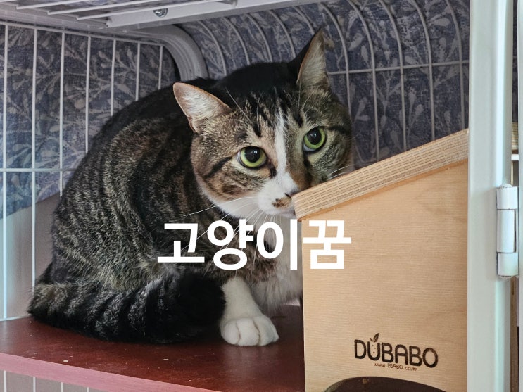  고양이꿈 해몽 총정리, 길몽부터 흉몽까지 한눈에 보는 의미