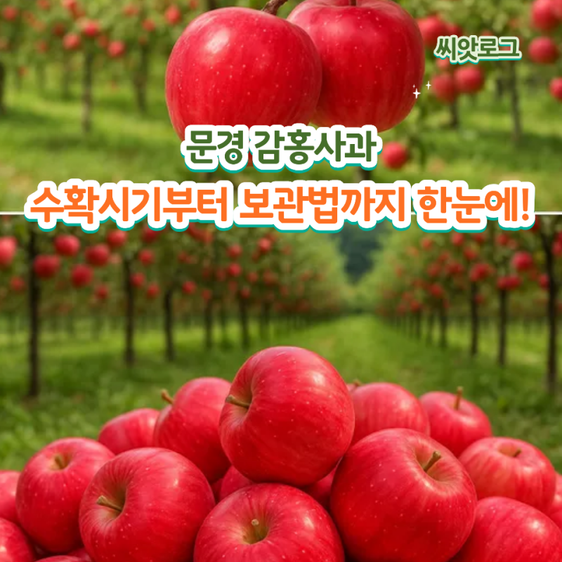제철 감홍사과 수확시기부터 보관법까지 한눈에! 가을 맛 문경에서 시작돼요