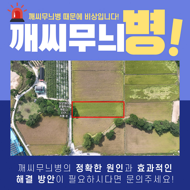 깨씨무늬병 예방법, 깨씨무늬병 영양제 '엑토신'으로 무조건 예방!