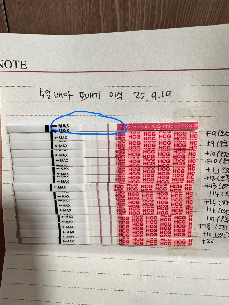  배아이식 9일차-19일차 임테기(5일차 단호박) 원포 얼리 스마일 데이비드S