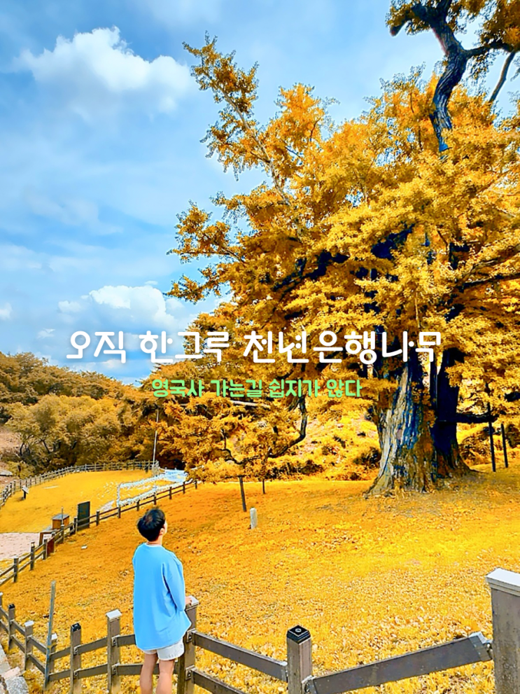  충북 영동 가볼만한곳 영국사 은행나무 단풍시기