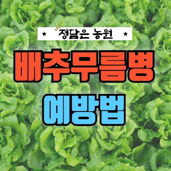 배추 무름병 원인부터 예방법까지, 농부가 직접 알려주는 확실한 관리법