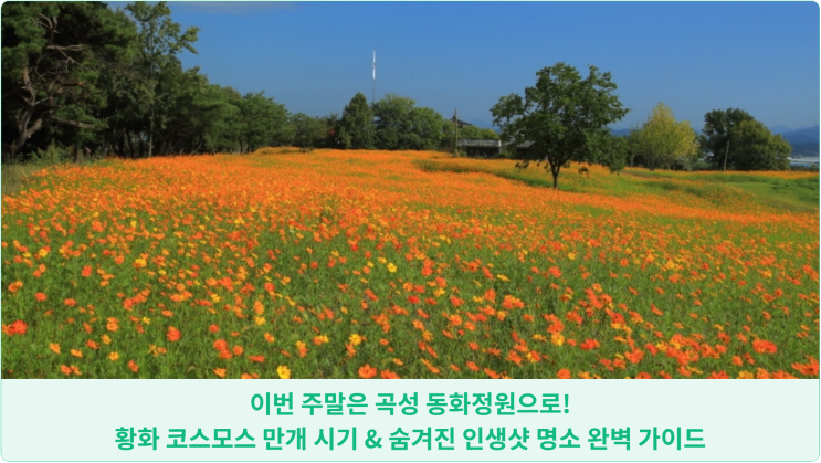  이번 주말은 곡성 동화정원으로! 황화 코스모스 만개 시기 & 숨겨진 인생샷 명소 완벽 가이드