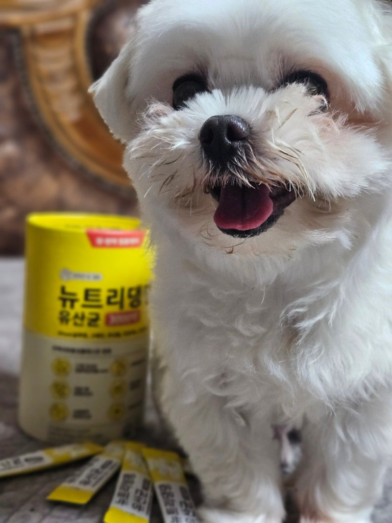강아지유산균 강아지영양제 뉴트리댕댕 유산균 3000억
