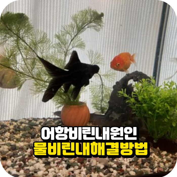 어항 비린내 원인과 물비린내 해결 방법