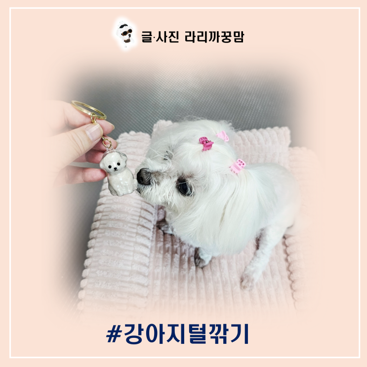  강아지 털 깎기 와 특별한 강아지 키링 만들기 이야기
