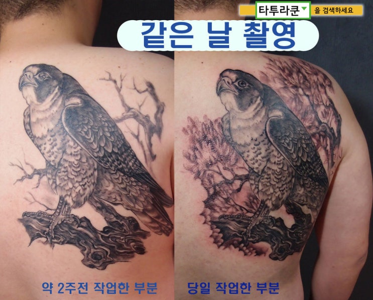 지난 타투가격 할인이벤트 인증글 옮김/블랙&그레이 맹금류타투 /'매'타투/동물문신 -[홍대타투라쿤]