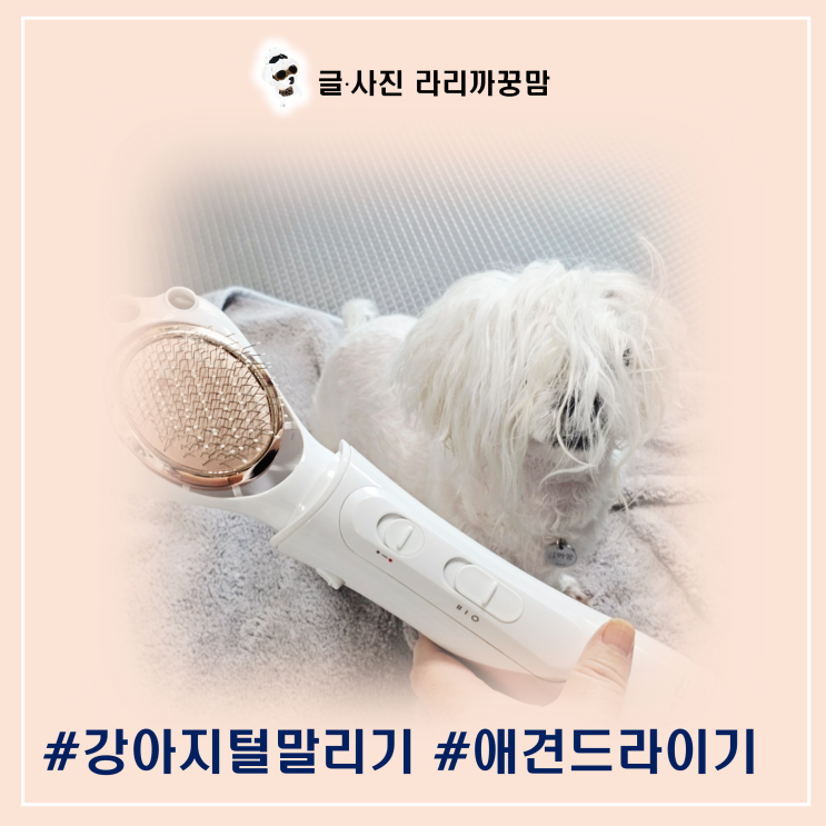  강아지 털 말리기 완벽 가이드, 집에서도 펫 드라이기로 전문가처럼 해봐요
