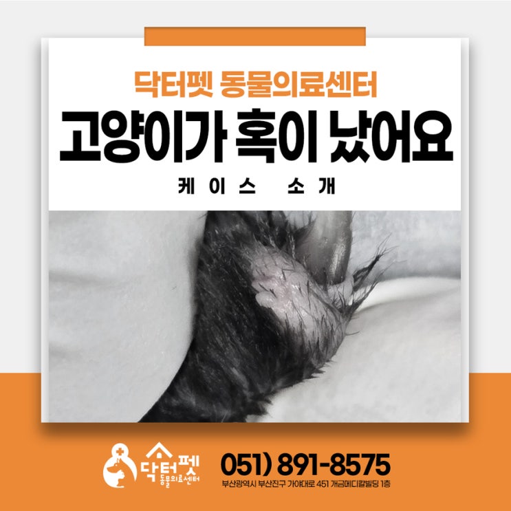  4살 고양이 발에 혹이?! 발가락 종양  부산 괘법동 동물병원