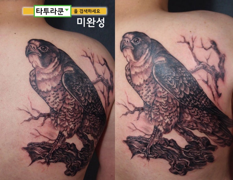  미완성타투/등판 매타투/조류타투/"매" 문신/동물타투/사진으로 작업하는 타투-[홍대에서 그리는 타투라쿤]