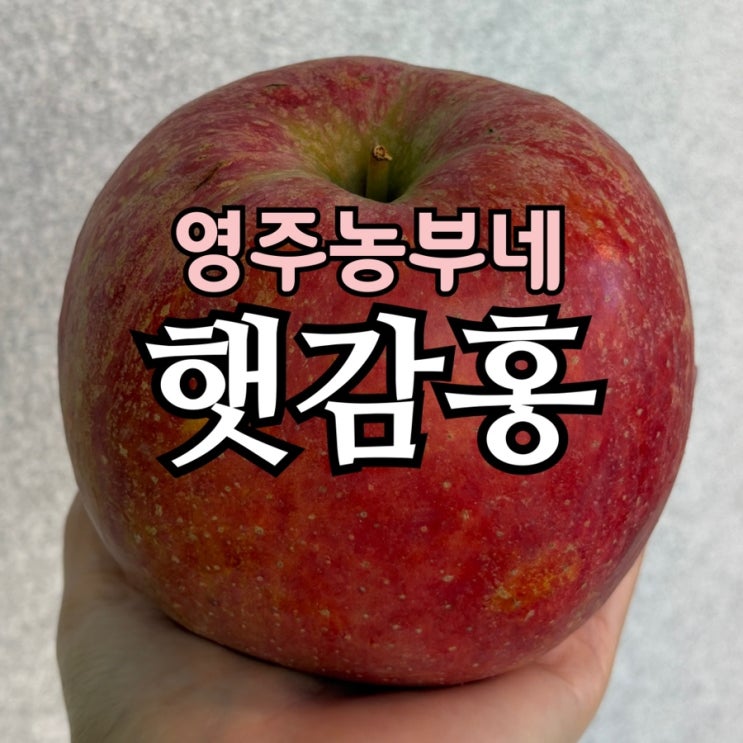  영주농부네 아삭사과 햇감홍 후기 | 고랭지 직송 꿀사과 언박싱
