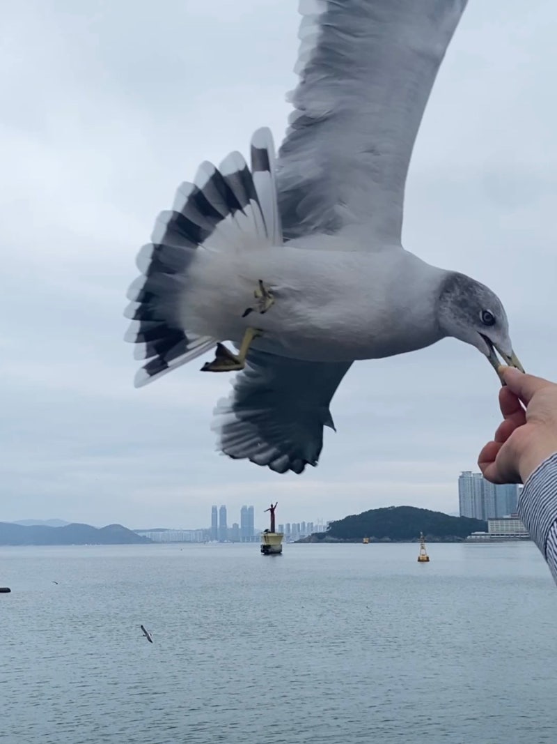 해운대 유람선 / 투어 코스, 소요시간, 부산 여행 추천