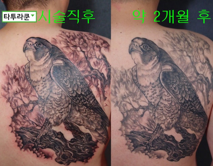  블랙 앤 그레이 발색비교 사진/ 맹금류타투/'매'타투-[홍대 타투라쿤 자료사진]
