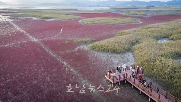  붉게 물든 칠면초와 일몰의 감동, 순천만에서 느끼는 가을 치유여행 「갯벌단풍 여행 in 남파랑길」