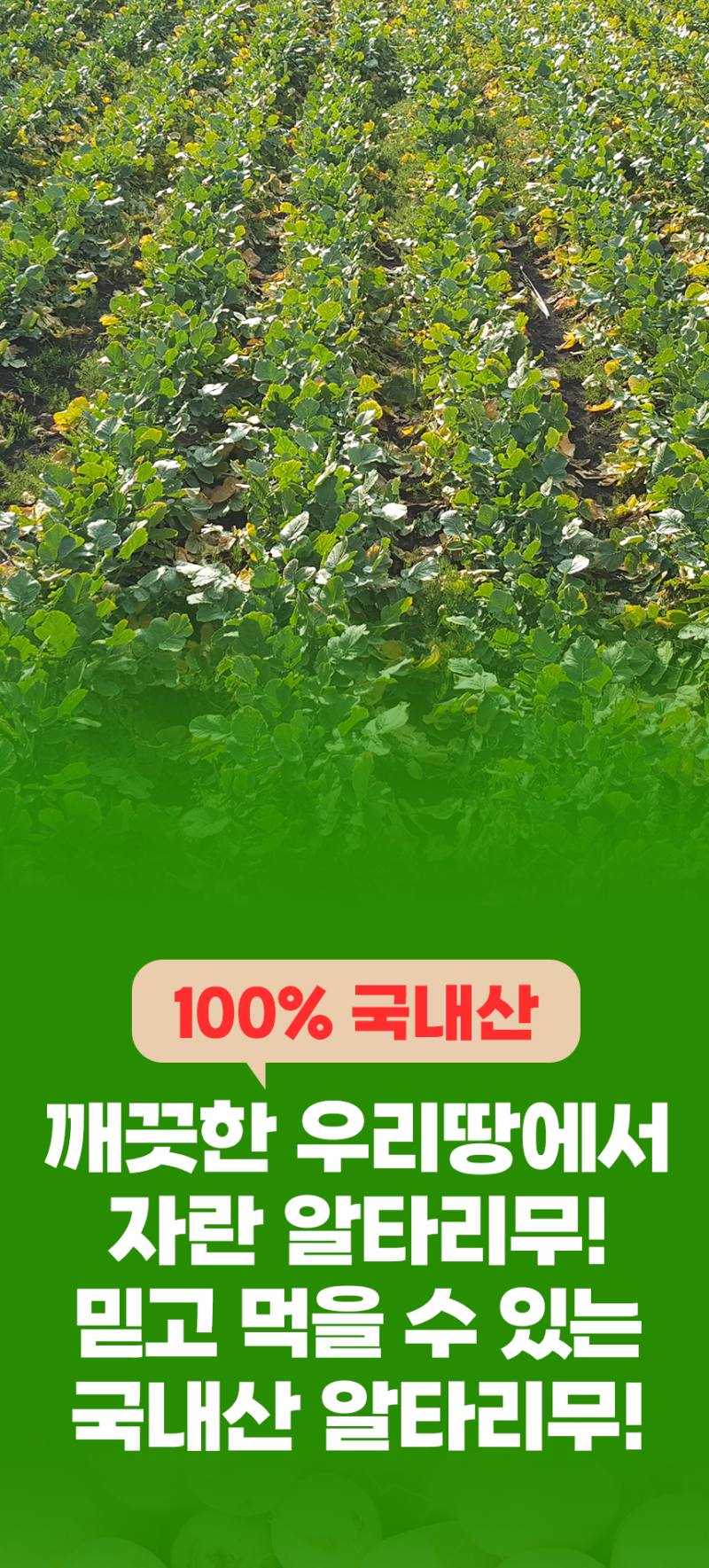 강원도 고랭지 세척 알타리무 총각무 무우 8kg