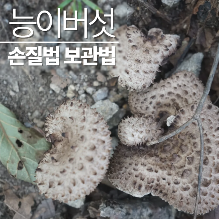  능이버섯보관법 냉동 냉장 손질법