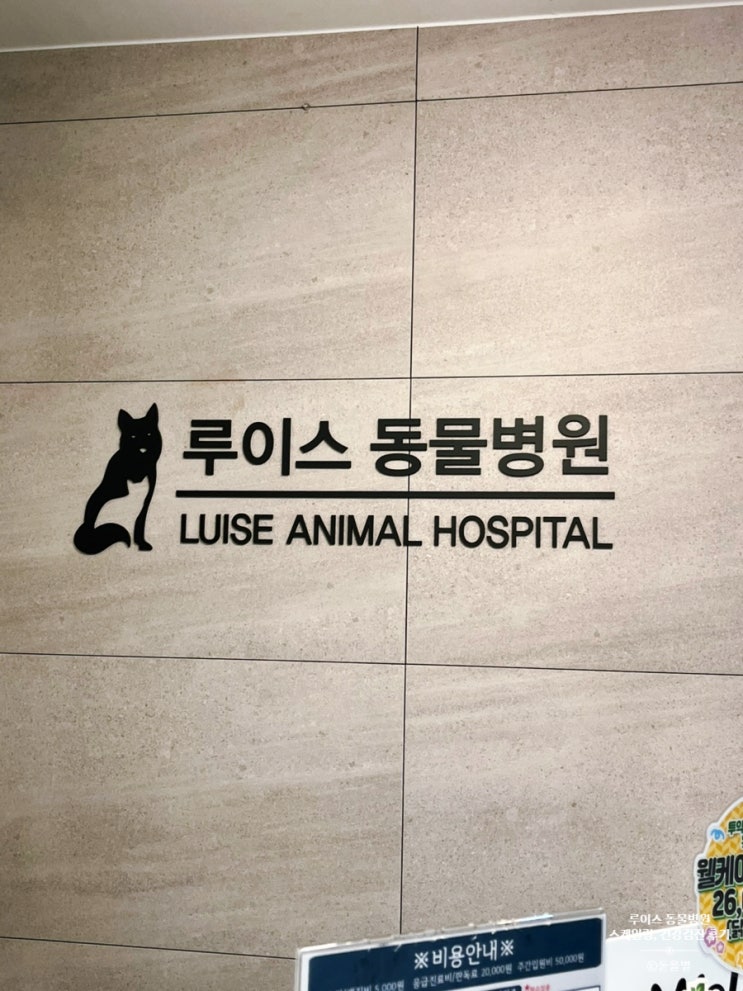  인천 강아지 스케일링 루이스 동물병원 내돈내산 스케일링 건강검진 가격 후기