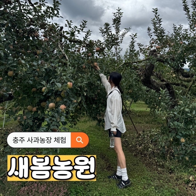 충주 사과농장 새봄농원 사과따기 체험