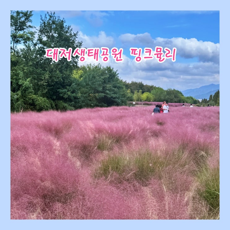  [부산] 대저생태공원 핑크뮬리 군락지에서 가을을 만끽 하자