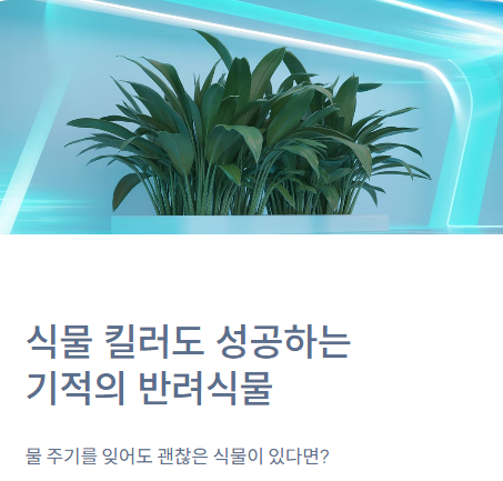  엽란 키우기 , '식물 킬러'도 성공 보장! 무심함이 미덕인 최고의 반려식물