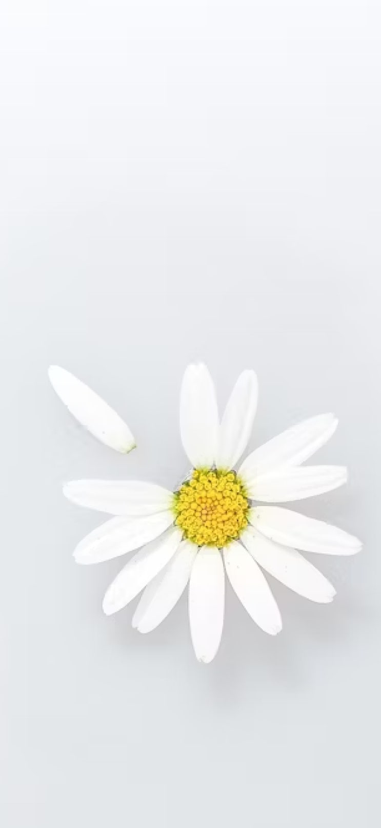  아이폰 에어 감성 배경화면,데이지꽃,심플,꽃,별,무료배경화면
