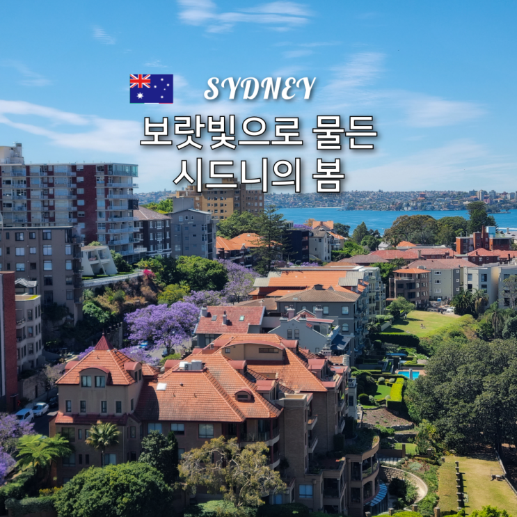  시드니 자카란다 스팟과 여행 일정, 날씨 정보까지 한눈에