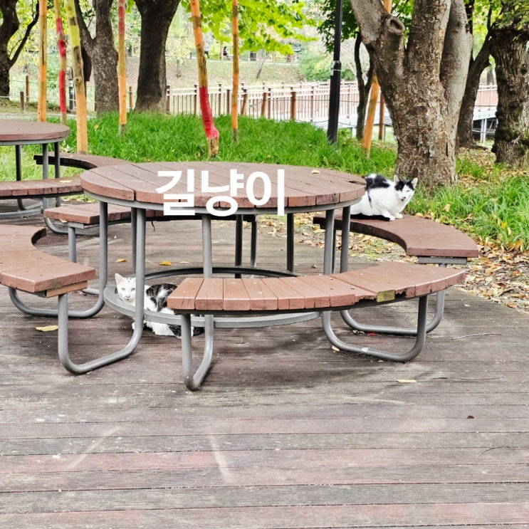  길냥이와의 따뜻한 오후, 공원이 미트스틱 맛집이 된 날
