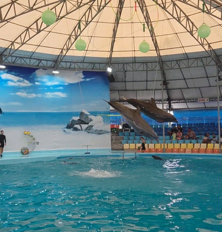  5살 아이와 태국 여행! 푸켓 클럽메드 5일차 (돌고래 쇼, 돌핀스 베이 푸켓) - Dolphins Bay Phucket Show