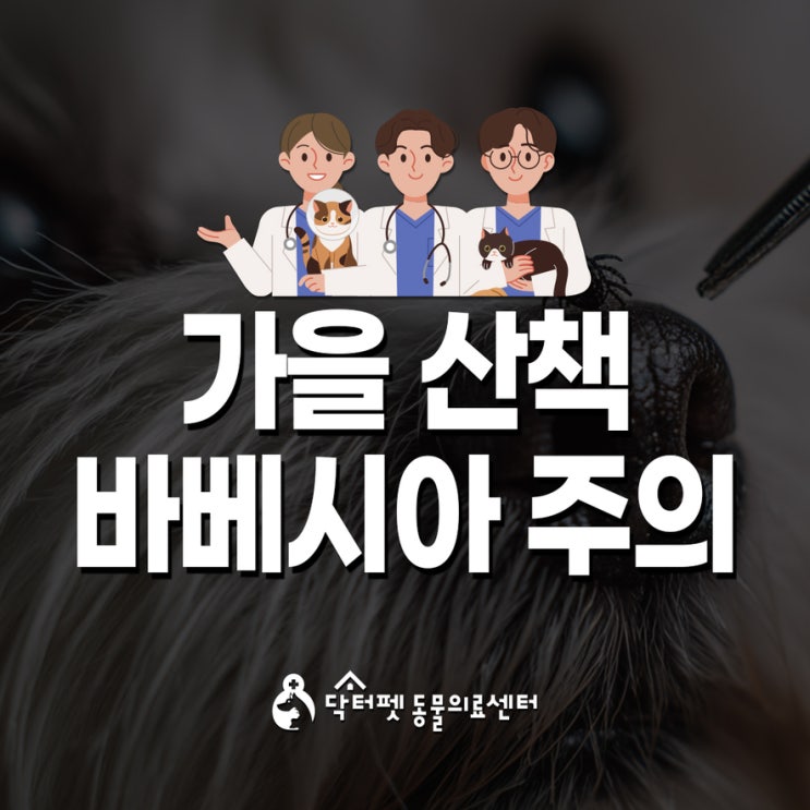  강아지들 가을 야외활동 주의보 바베시아 감염증 진드기