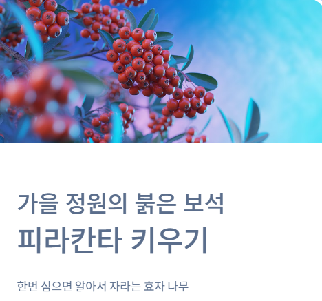  피라칸타 키우기 , 가을 정원의 붉은 보석(한번 심으면 알아서 자라요)