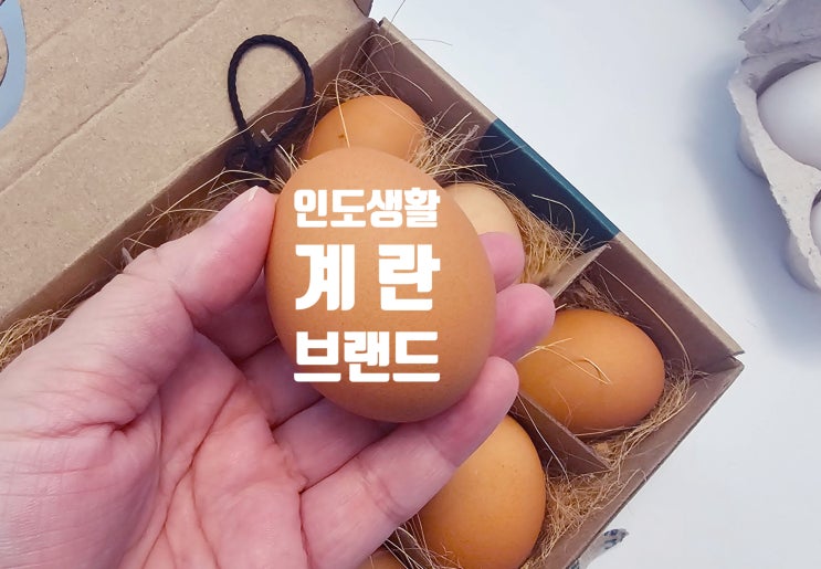  인도생활 한국인이 먹고 있는 계란 브랜드