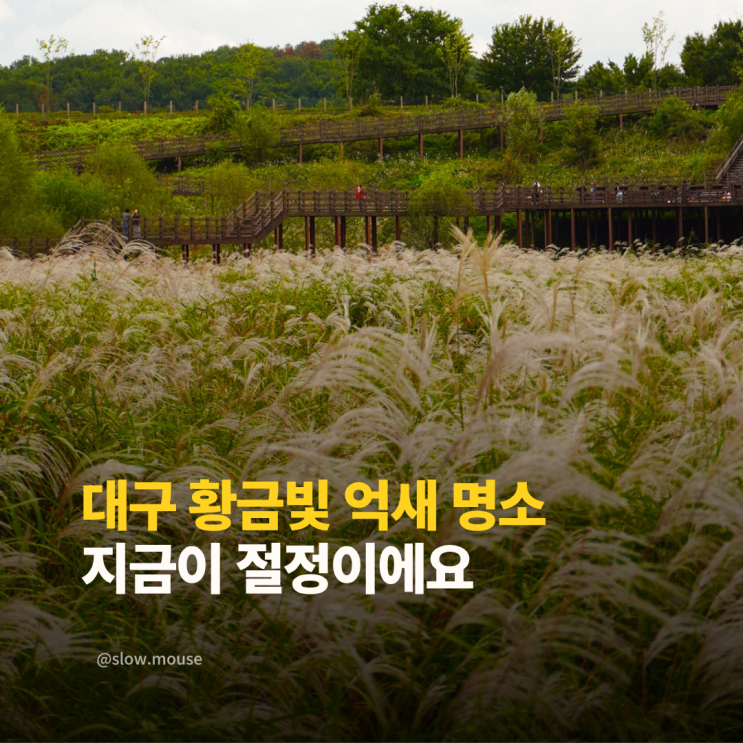  10월 11월 대구 억새명소 대명유수지, 걷기 좋은 산책로