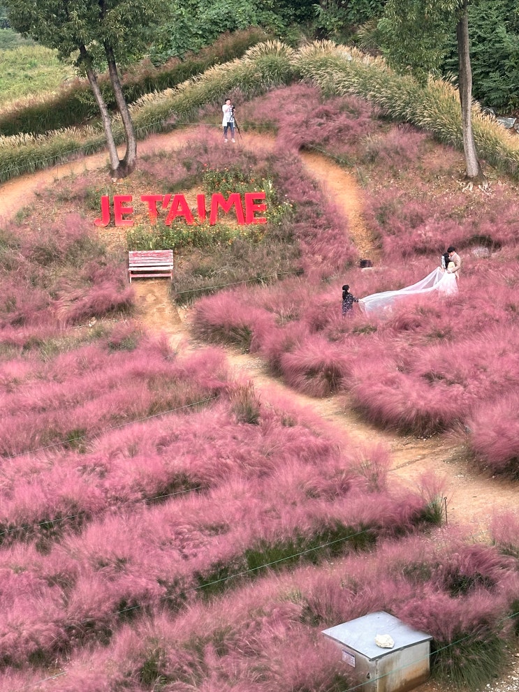  천안 핑크뮬리 카페 추천 핀스커피(커피 시럽2병 득템일기&전기차 충전 가능 카페)