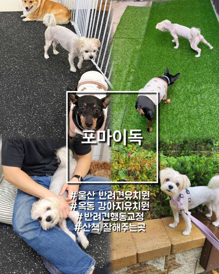  산책 잘 해주는 반려견행동교정 울산 애견유치원 포마이독