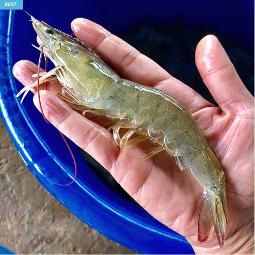  “신안산 국산 흰다리새우 1kg 왕새우 – 제철 수산물, 싱싱함 그대로!”