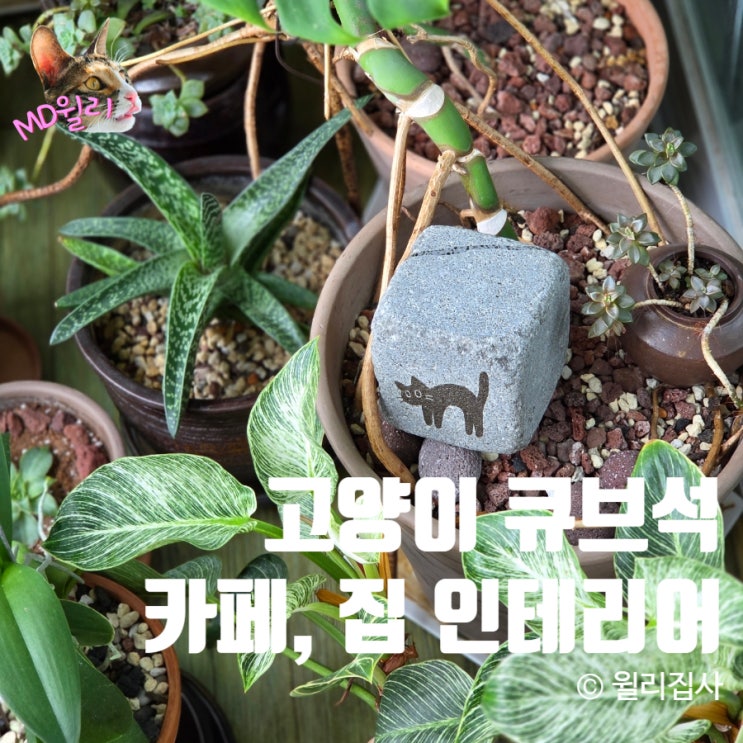  카페 인테리어 조경에 필요한 고양이 큐브석 화분에도 딱이야
