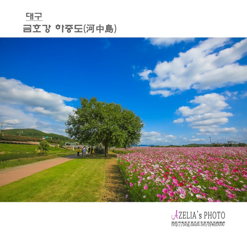 대구 :: 금호강 하중도(河中島) (1부 코스모스) 【25년10월10일】