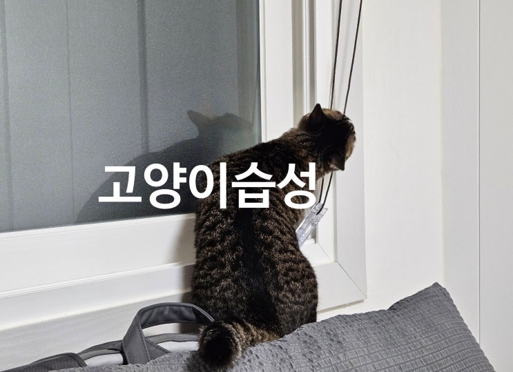  수박이의 블라인드 사랑, 고양이 습성으로 본 귀여운 장난의 이유
