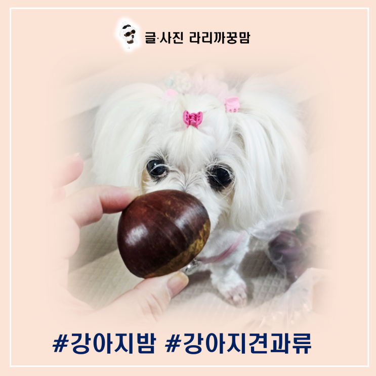  강아지에게 밤, 견과류  줄 때 꼭 알아야 할 꿀팁과 포르단밤 후기