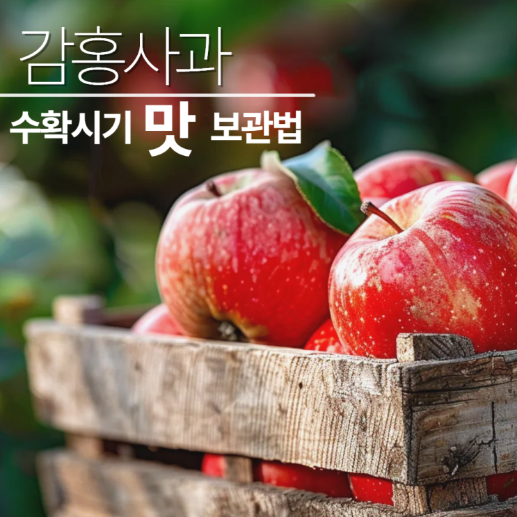  감홍사과 특징 수확시기 보관법 제철