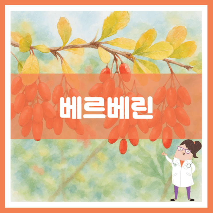  베르베린 효능 섭취방법 부작용