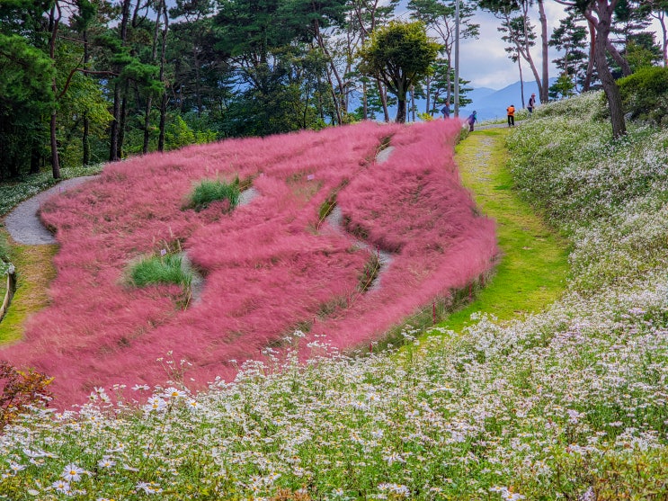  홍성 꽃구경 가볼만한곳, 홍성솔바람테마파크(주차장, 입장료)