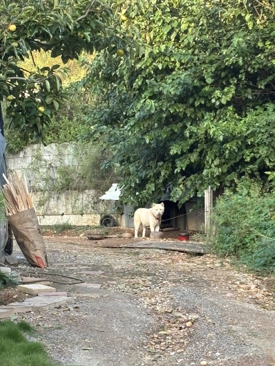 산속의토종닭 사진 4