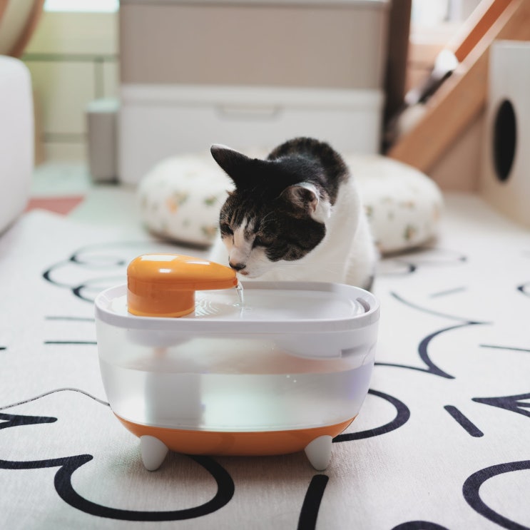  고양이 물 많이 먹이기 고민이라면 캣디피 UV정수기로 안전하게