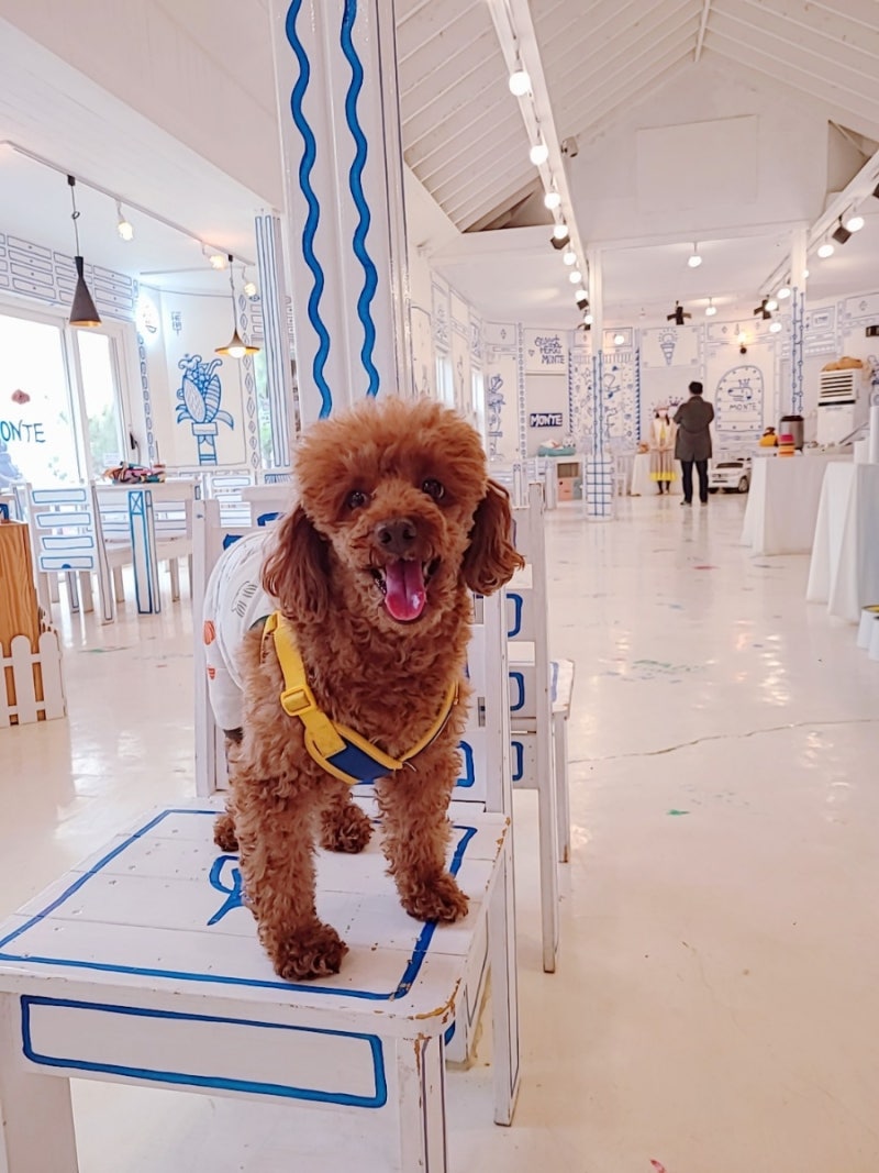 몬테