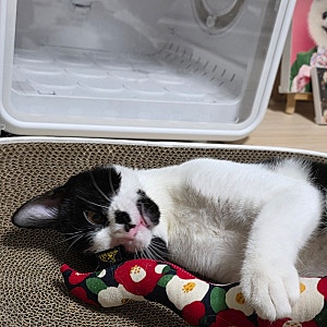 고양이 애착인형 분리불안 있을 때 도움 될까요?
