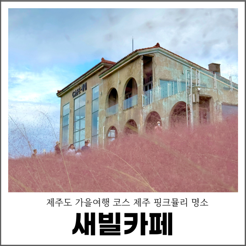 제주 새빌카페 핑크뮬리 명소 제주도 가을여행 코스